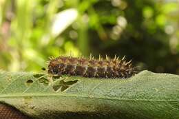 Image of Hygrophila schulli (Buch.-Ham.) M. R. Almeida & S. M. Almeida