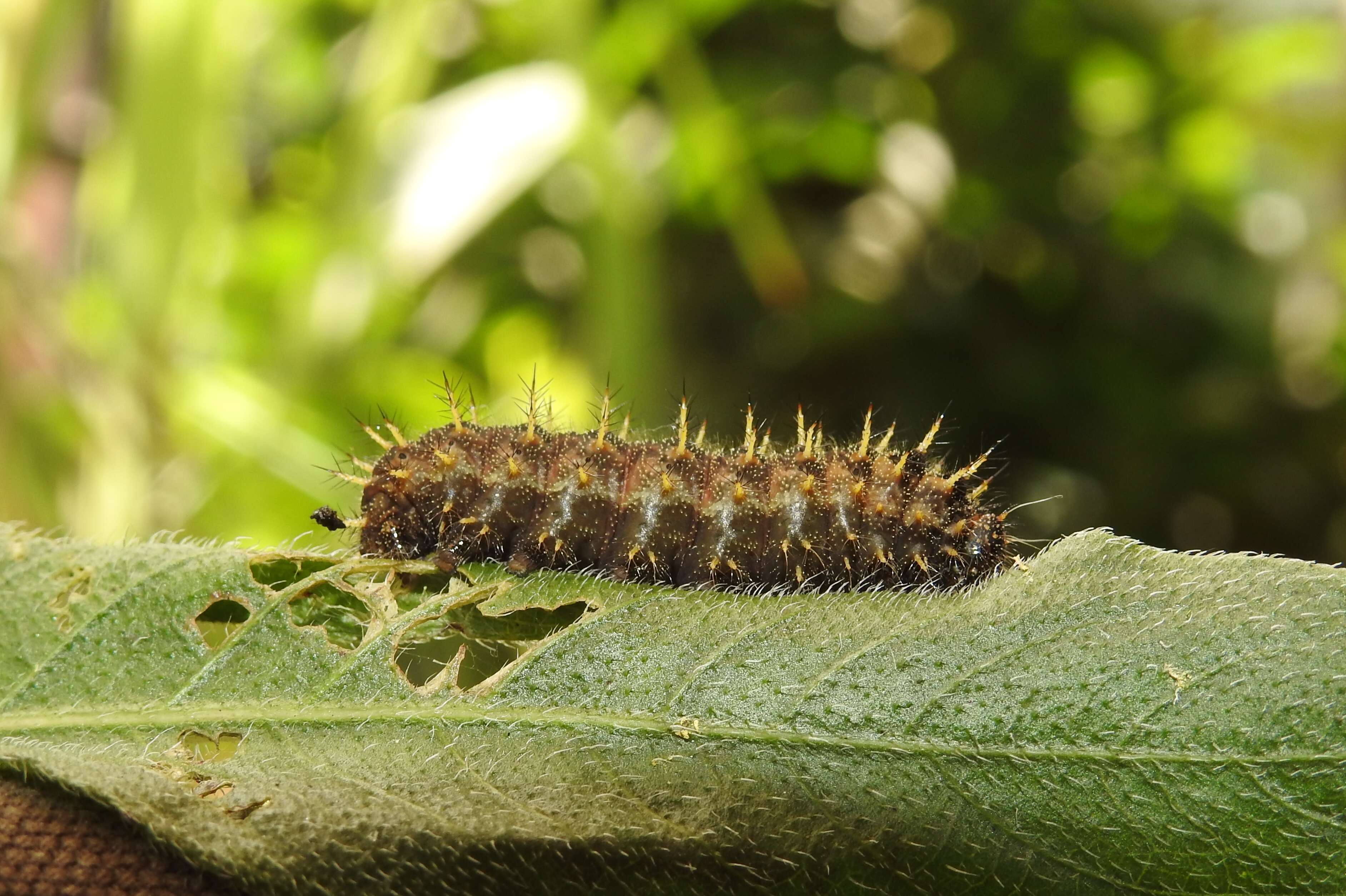 Image of Hygrophila schulli (Buch.-Ham.) M. R. Almeida & S. M. Almeida