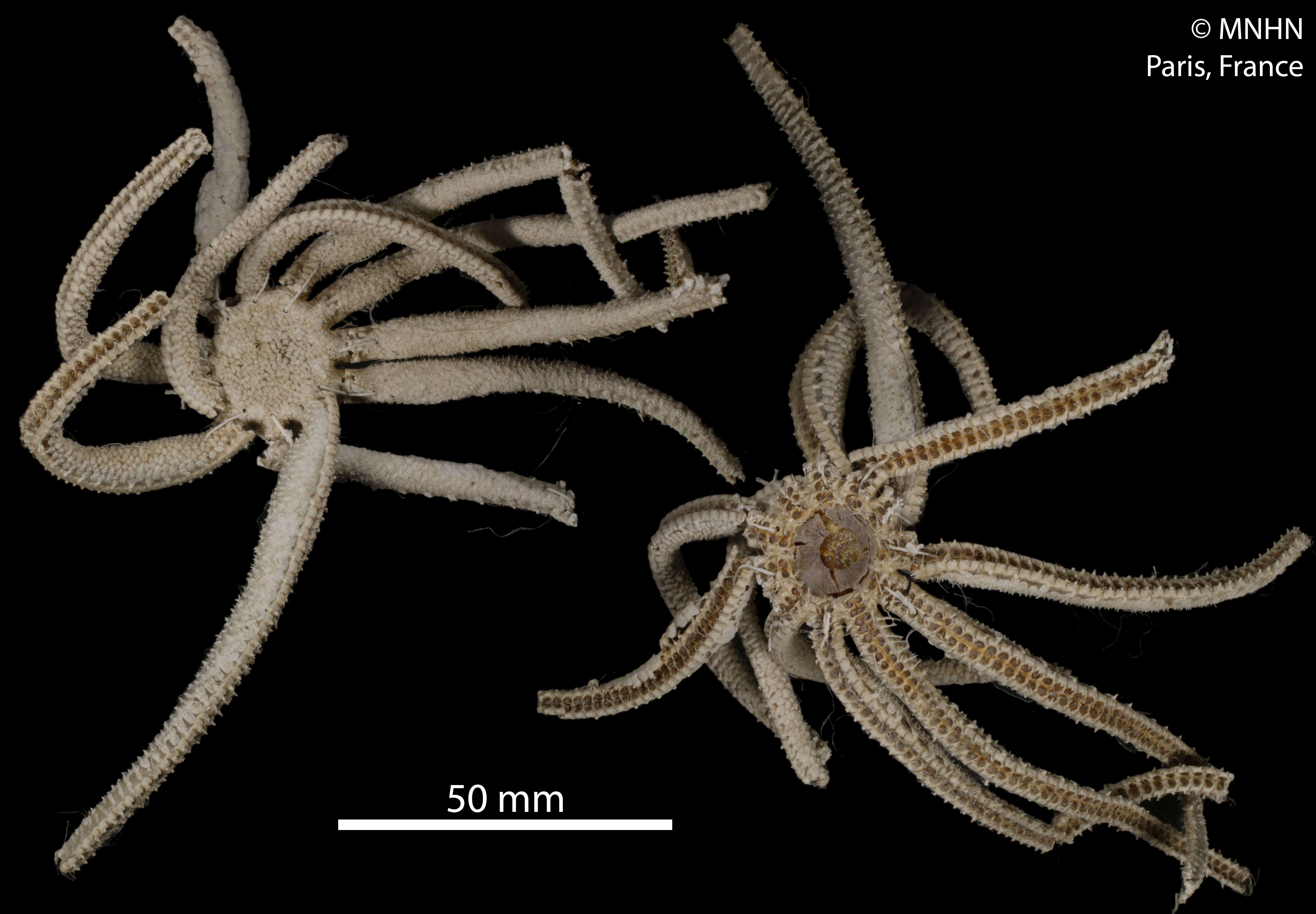 Image de Freyella elegans (Verrill 1884)