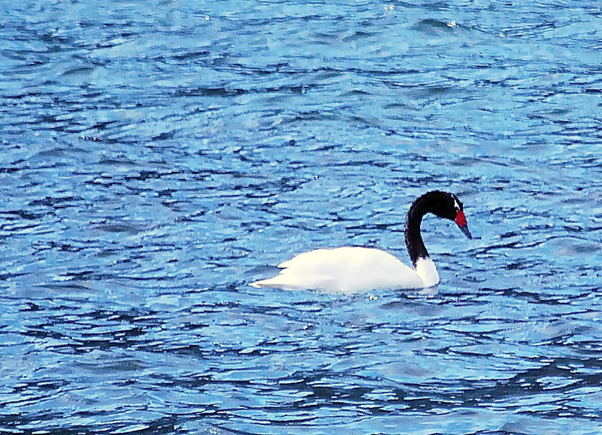 Imagem de Cisne-de-pescoço-preto