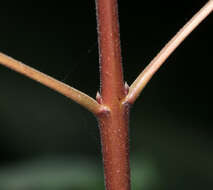 Image of wineberry