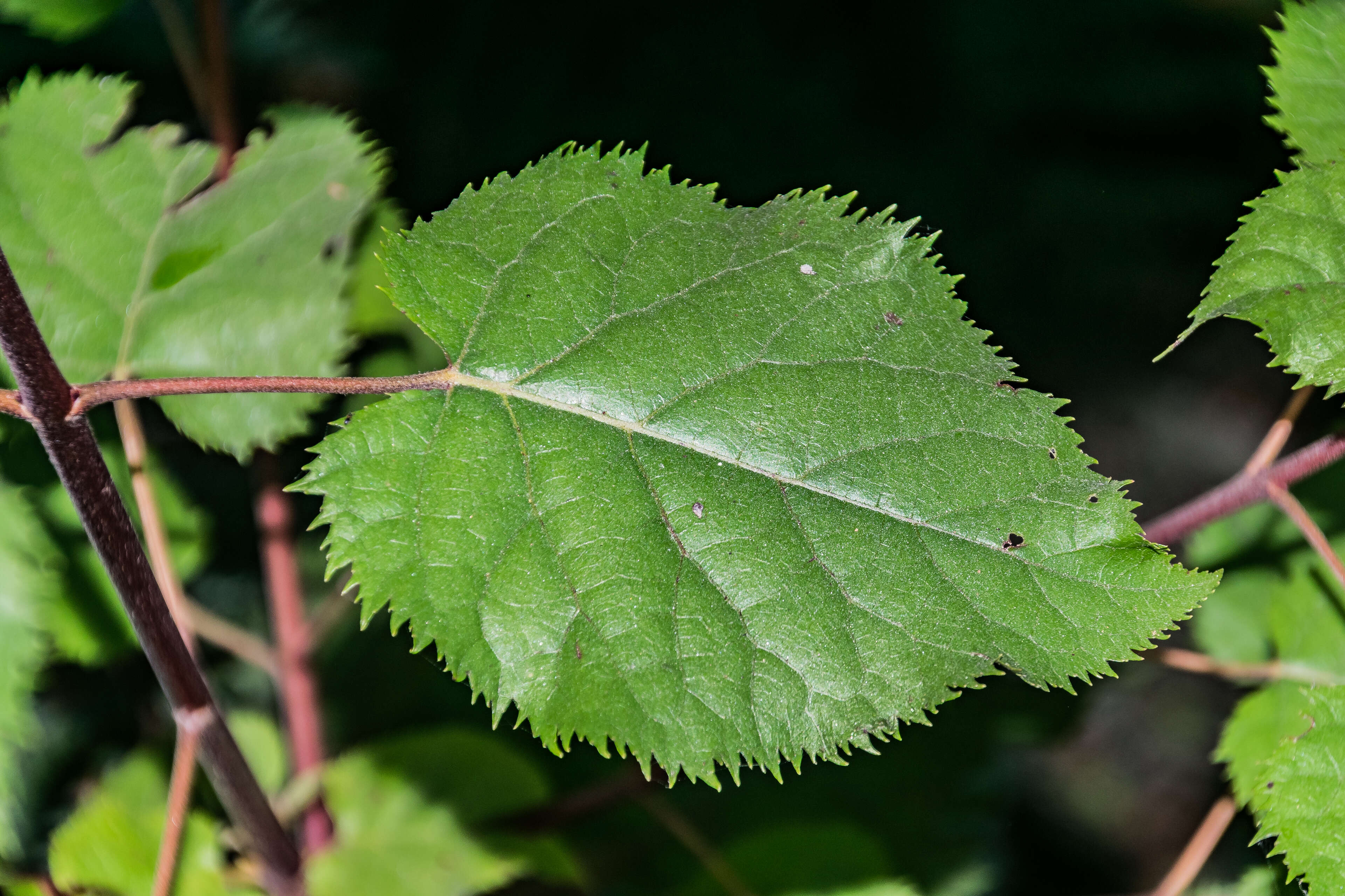 Image of wineberry