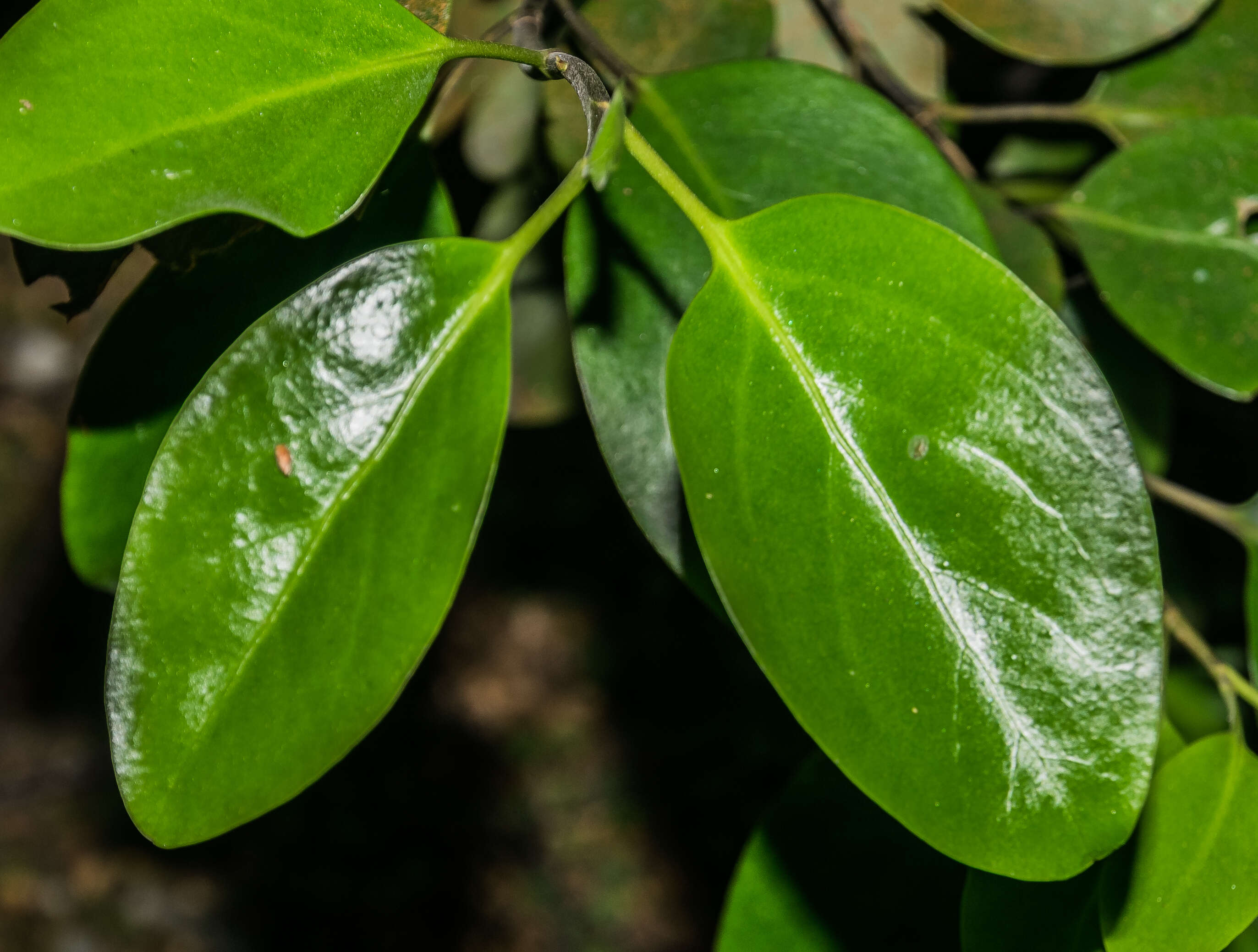 Image of Coprosma lucida J. R. Forst. & G. Forst.