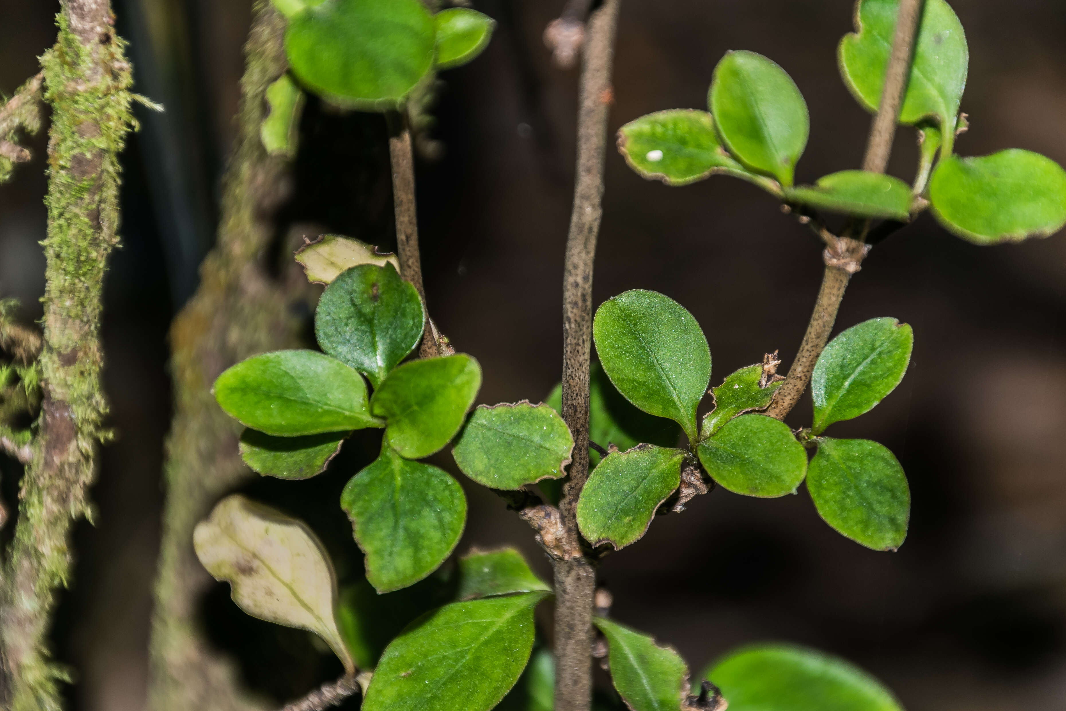 Image of Coprosma foetidissima J. R. Forst. & G. Forst.