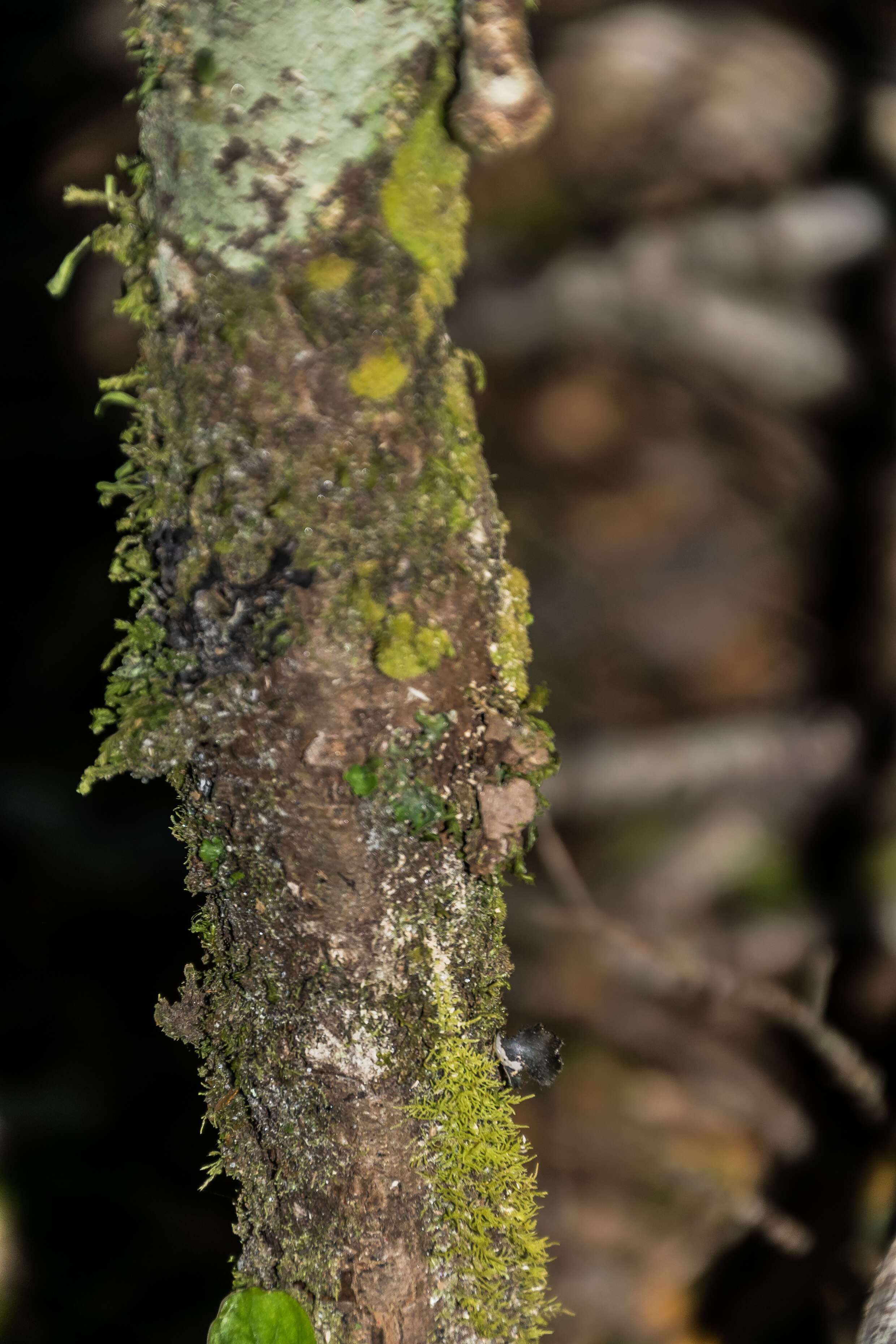 Image of Coprosma foetidissima J. R. Forst. & G. Forst.