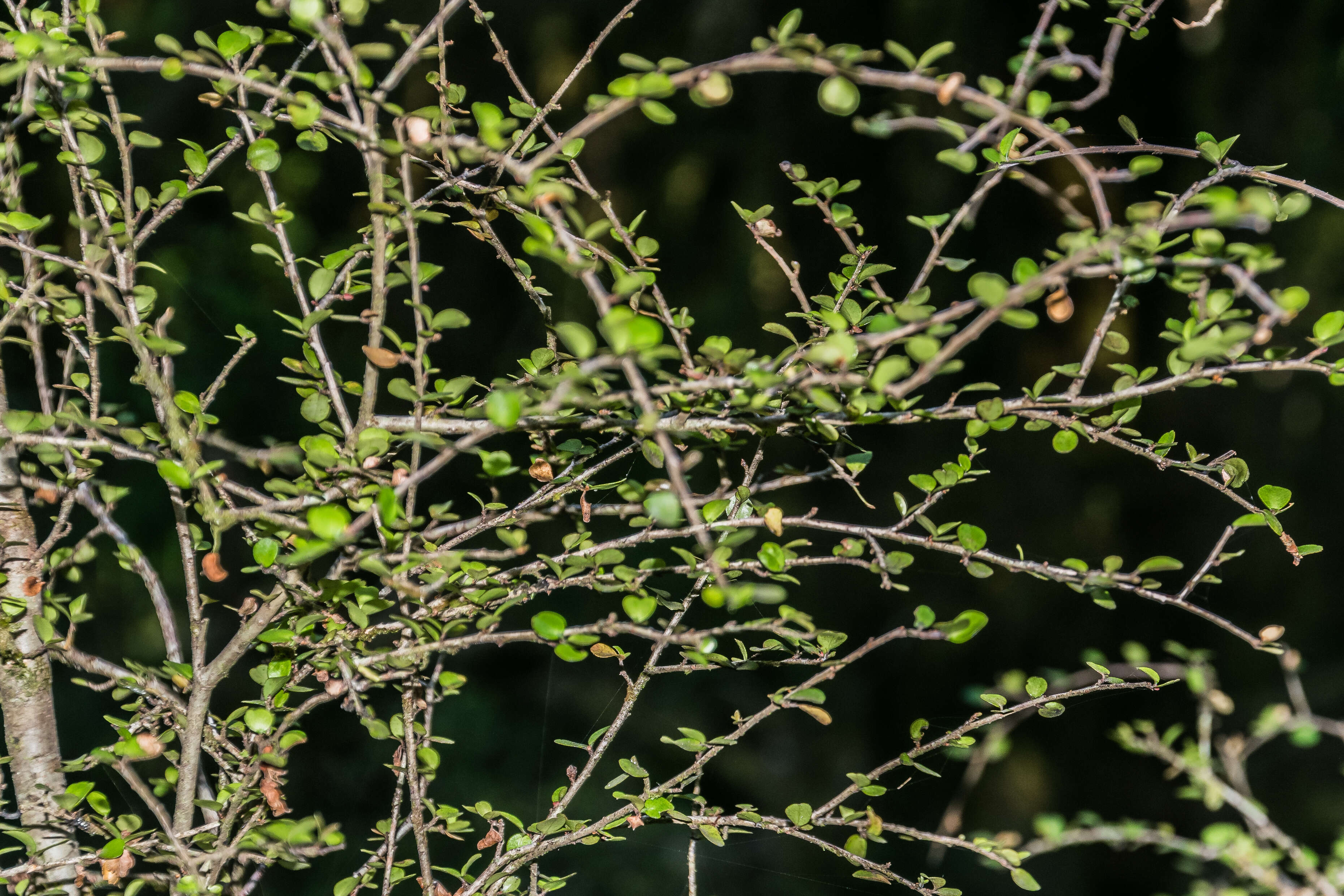 Image of Coprosma rotundifolia A. Cunn.