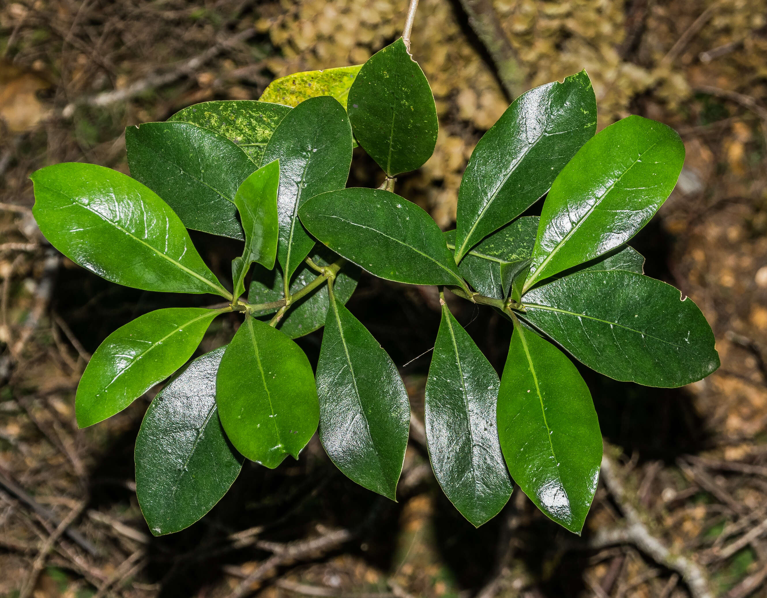 Image of Coprosma lucida J. R. Forst. & G. Forst.