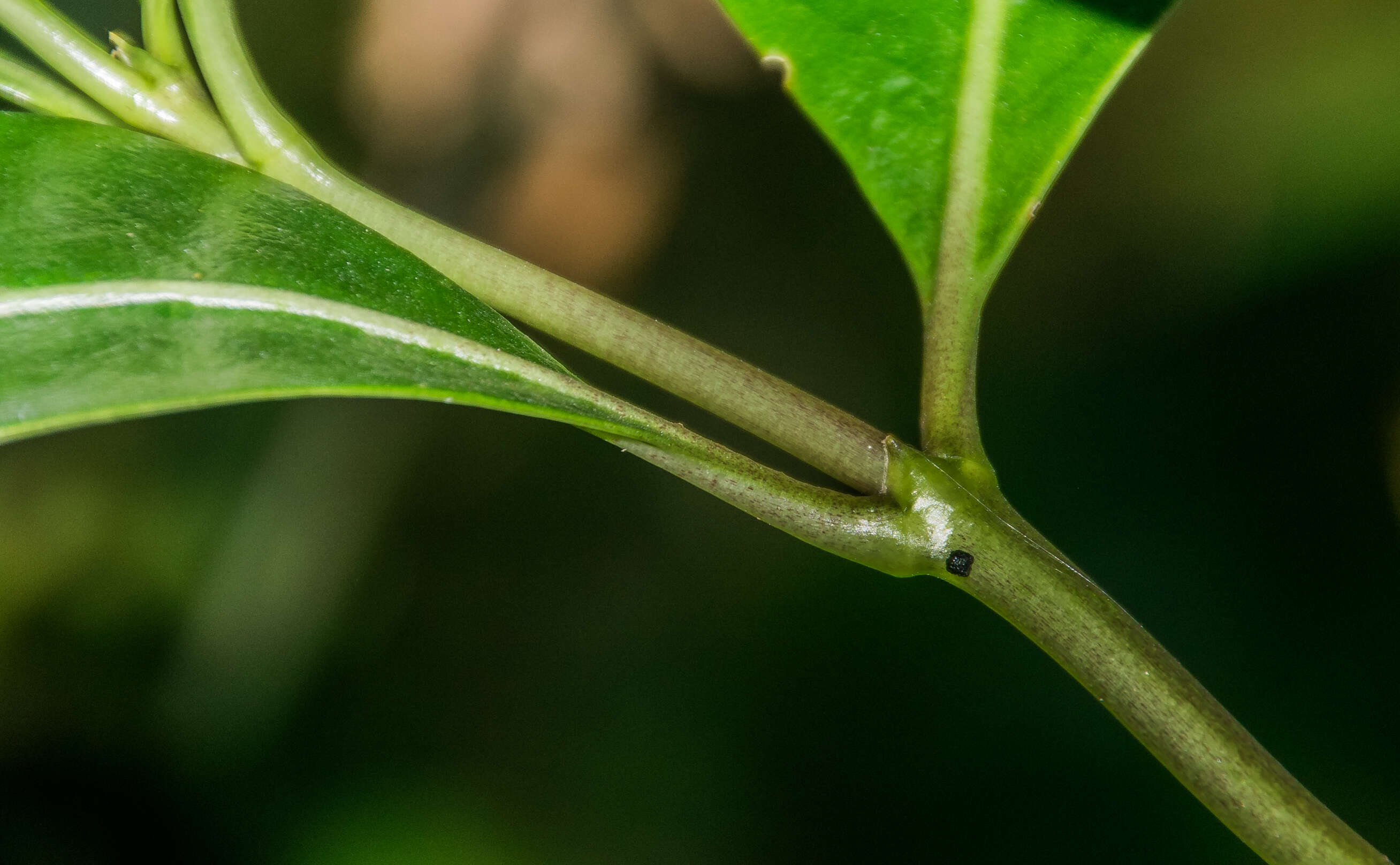 Image of Coprosma lucida J. R. Forst. & G. Forst.