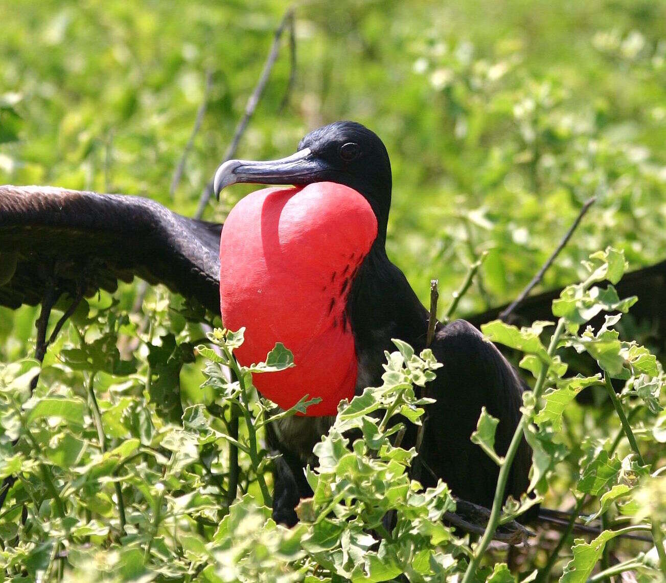 Image of Great Frigatebird