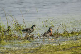 Image of Ruff