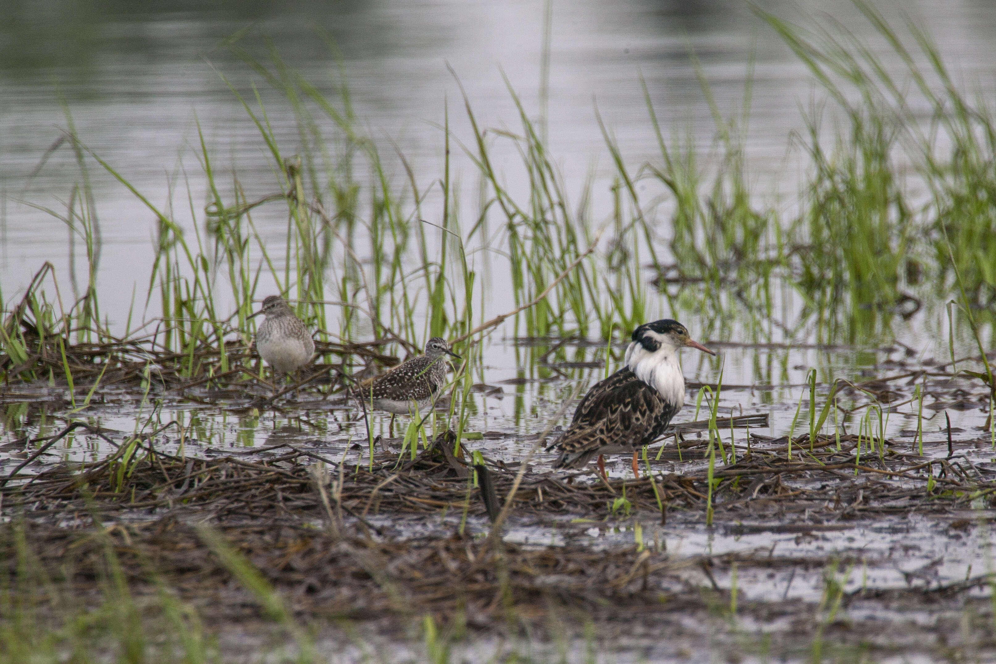 Image of Ruff