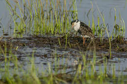 Image of Ruff