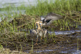 Image of Ruff