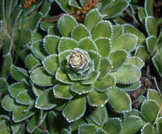 Image of Livelong Saxifrage