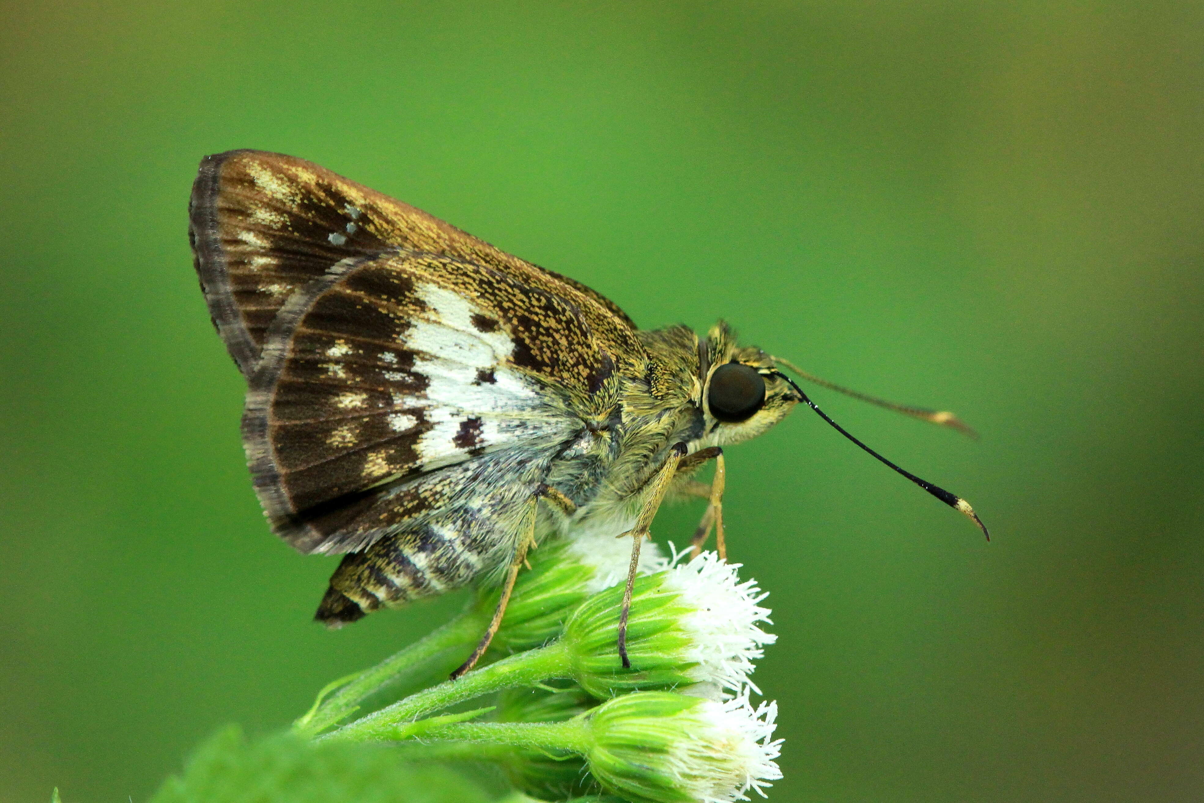 Image of Halpemorpha hyrtacus