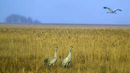 Image of Common Crane