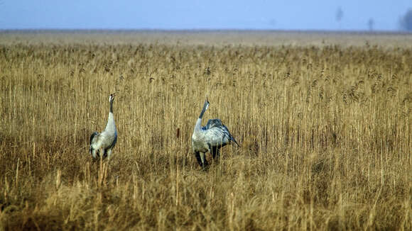 Image of Common Crane