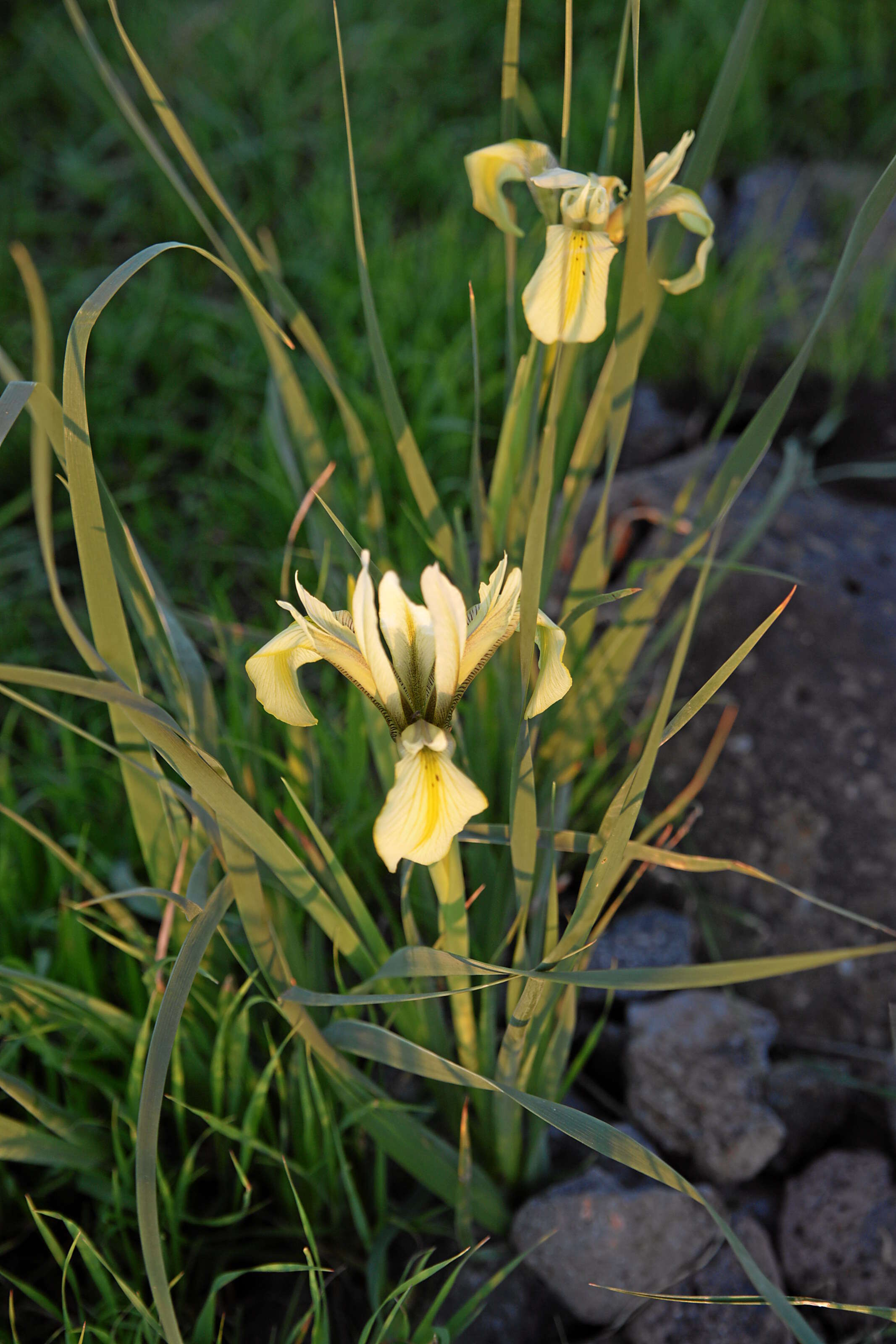 Image of Grant Duff's Iris