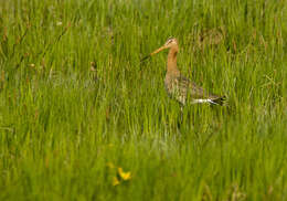 Image of Black-tailed Godwit