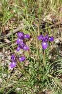 Image of Barbary Nut Iris