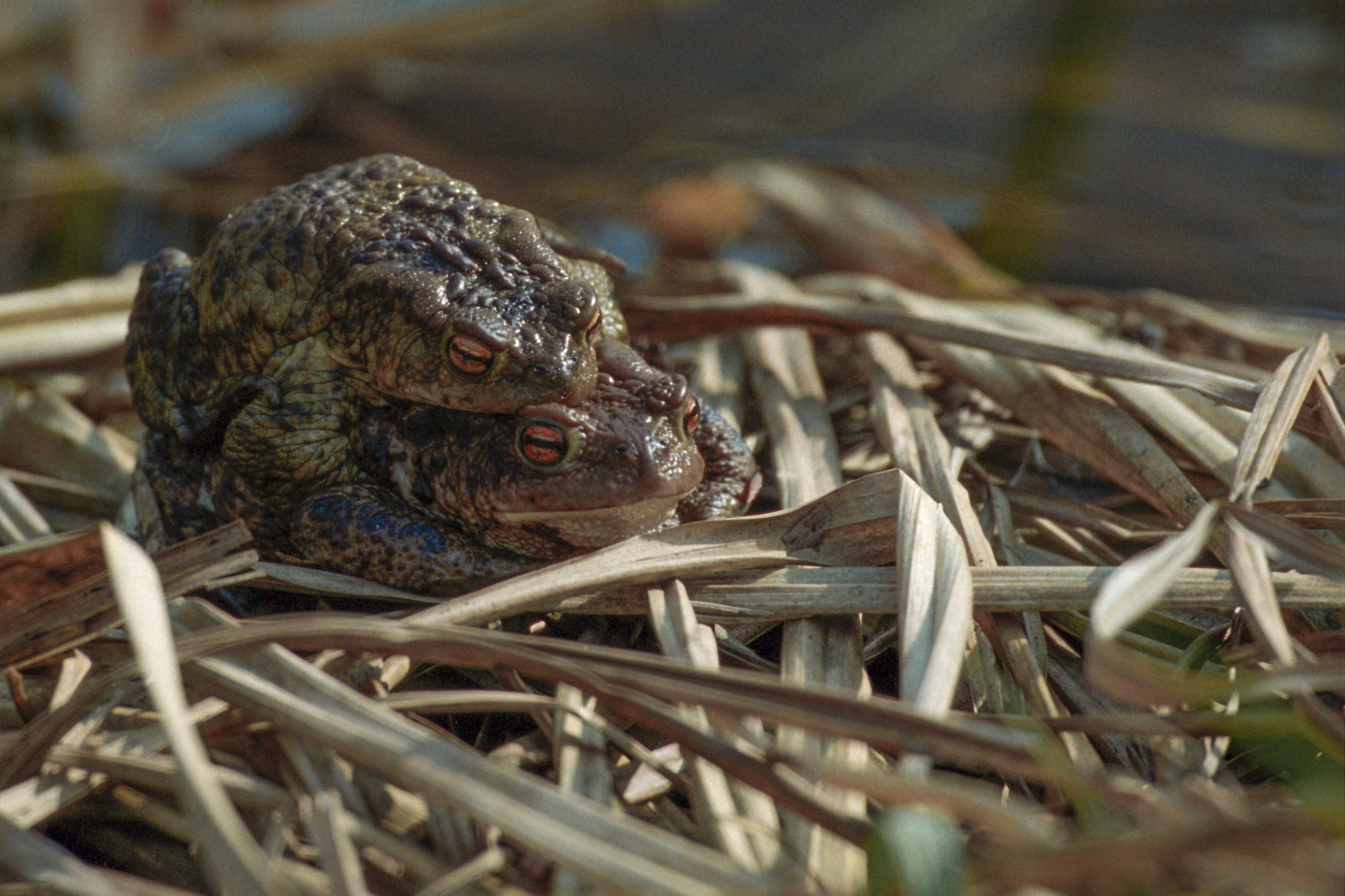 Image of Common Toad