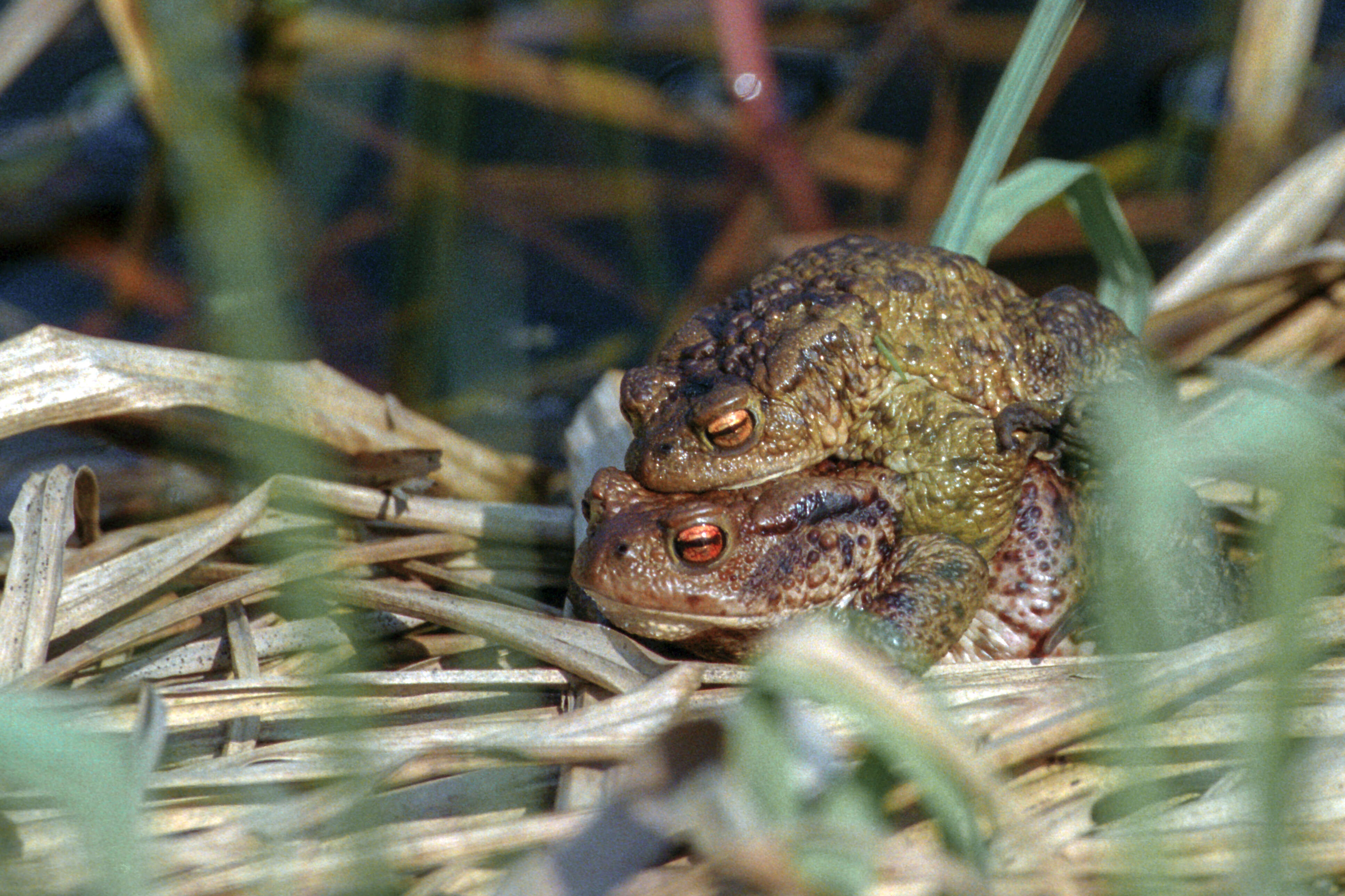 Image of Common Toad