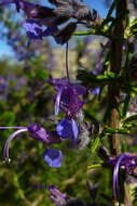 Image of Salvia jordanii