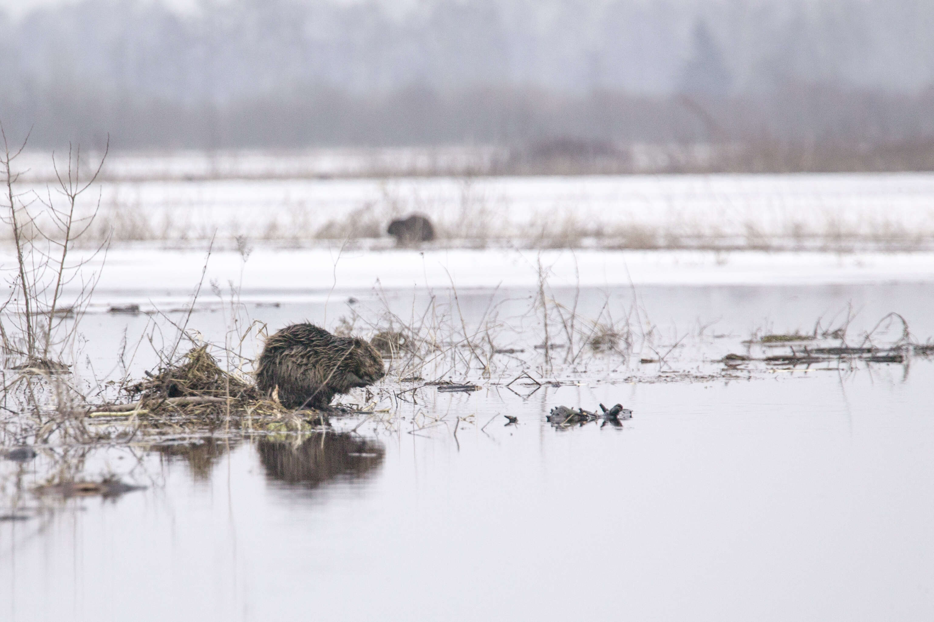 Image of European beaver