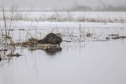 Image of European beaver