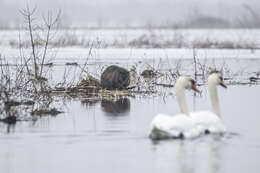 Image of European beaver