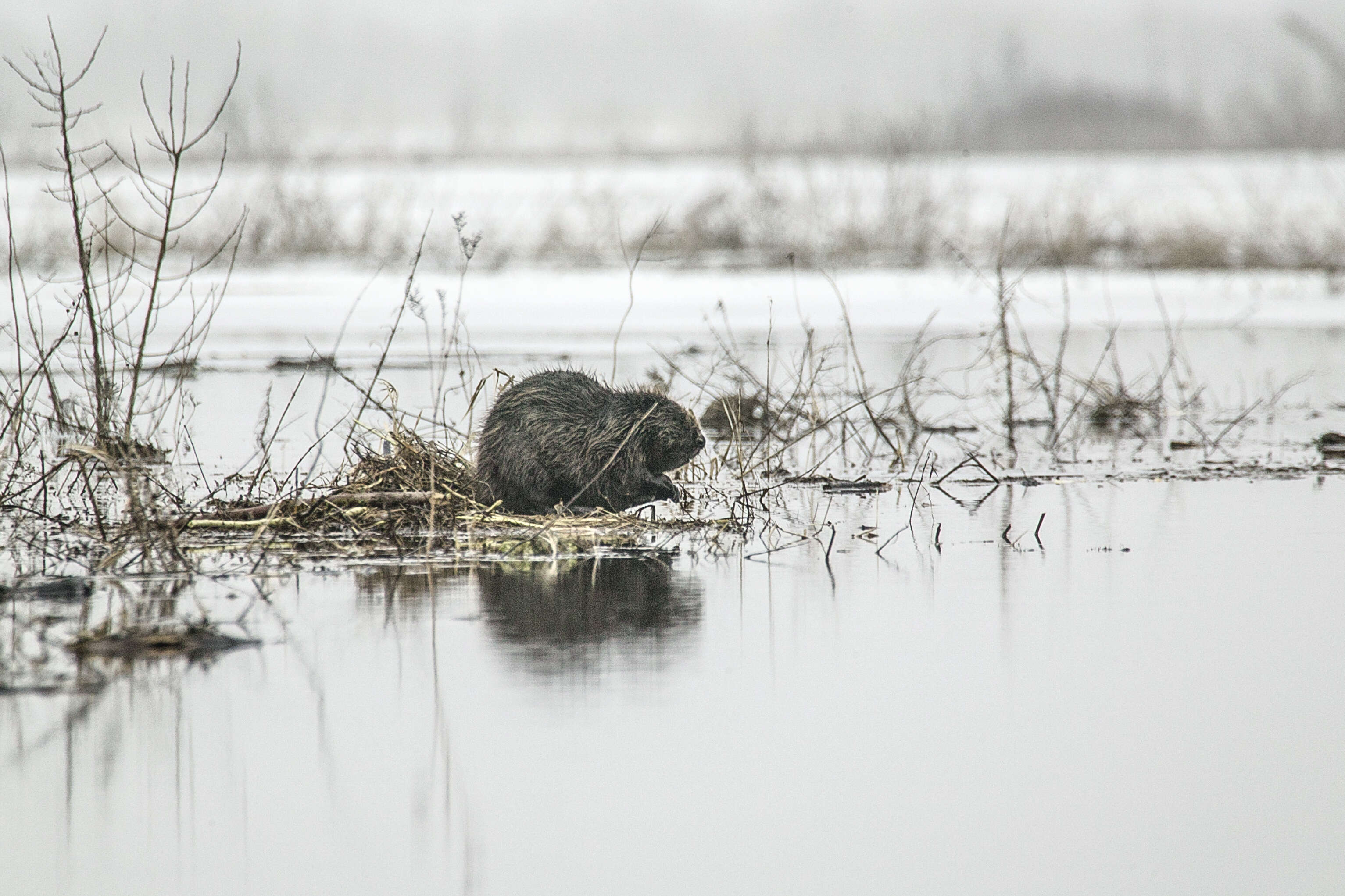 Image of European beaver