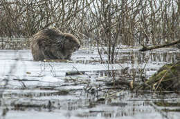 Image of European beaver