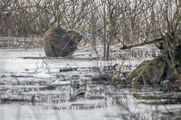 Image of European beaver