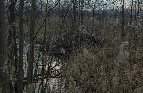 Image of European beaver