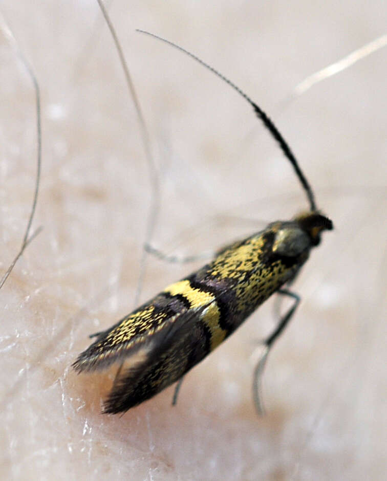 Image of Nemophora associatella Zeller 1839