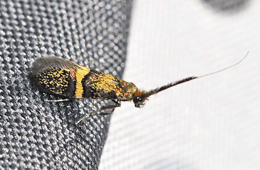 Image of Nemophora associatella Zeller 1839