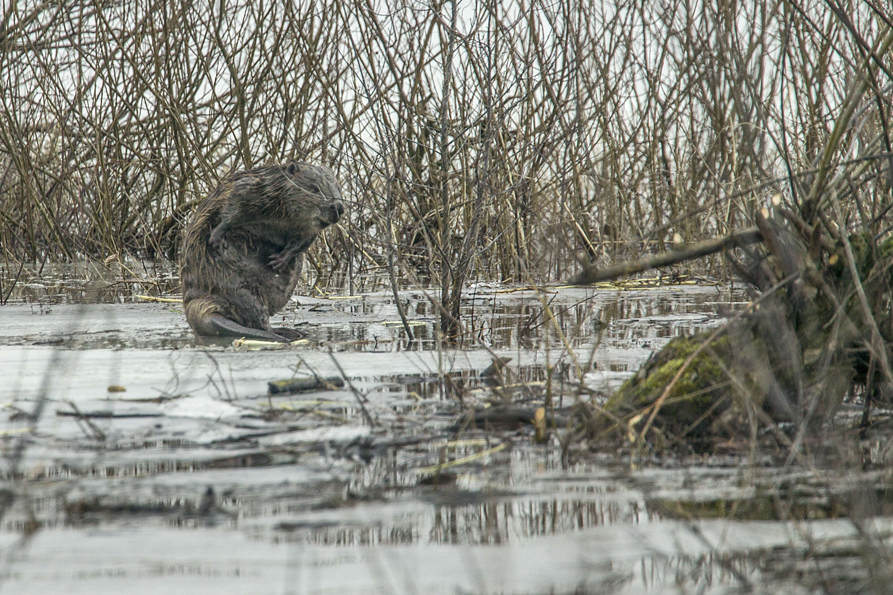 Image of European beaver