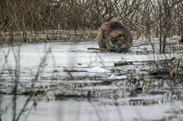 Image of European beaver