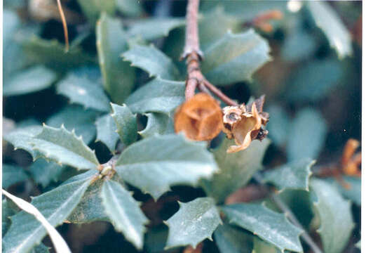 Image of prostrate ceanothus