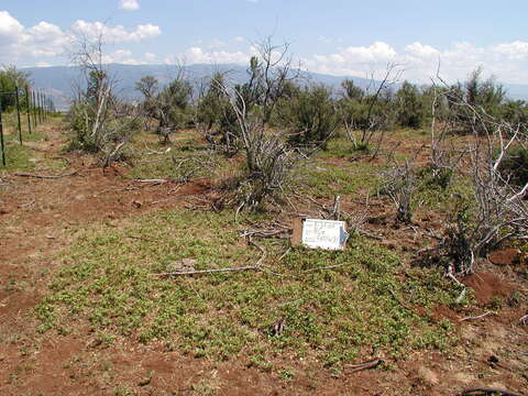 Image of prostrate ceanothus