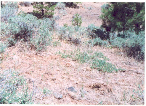 Image of prostrate ceanothus