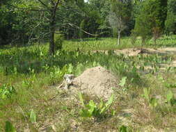 Image of Allegheny Mound Ant