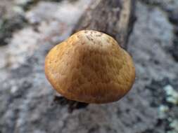 Image of Gymnopilus igniculus Deneyer, P.-A. Moreau & Wuilb. 2002