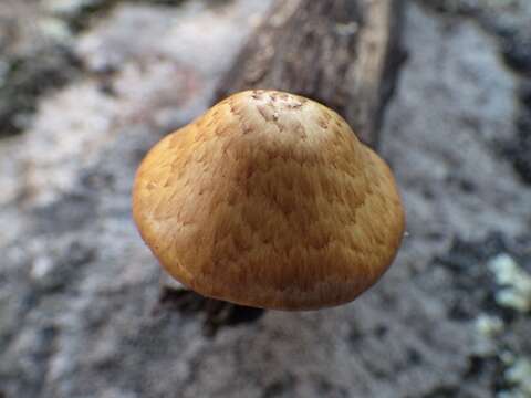 Imagem de Gymnopilus igniculus Deneyer, P.-A. Moreau & Wuilb. 2002