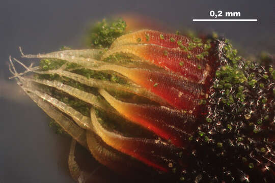 Image of hookeria moss