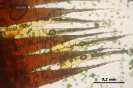 Image of hookeria moss