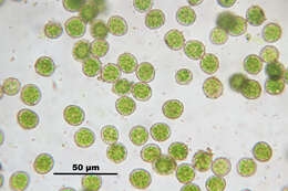 Image of hookeria moss