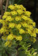 Image of Aeonium arboreum subsp. holochrysum (H. Y. Liu) Bañares