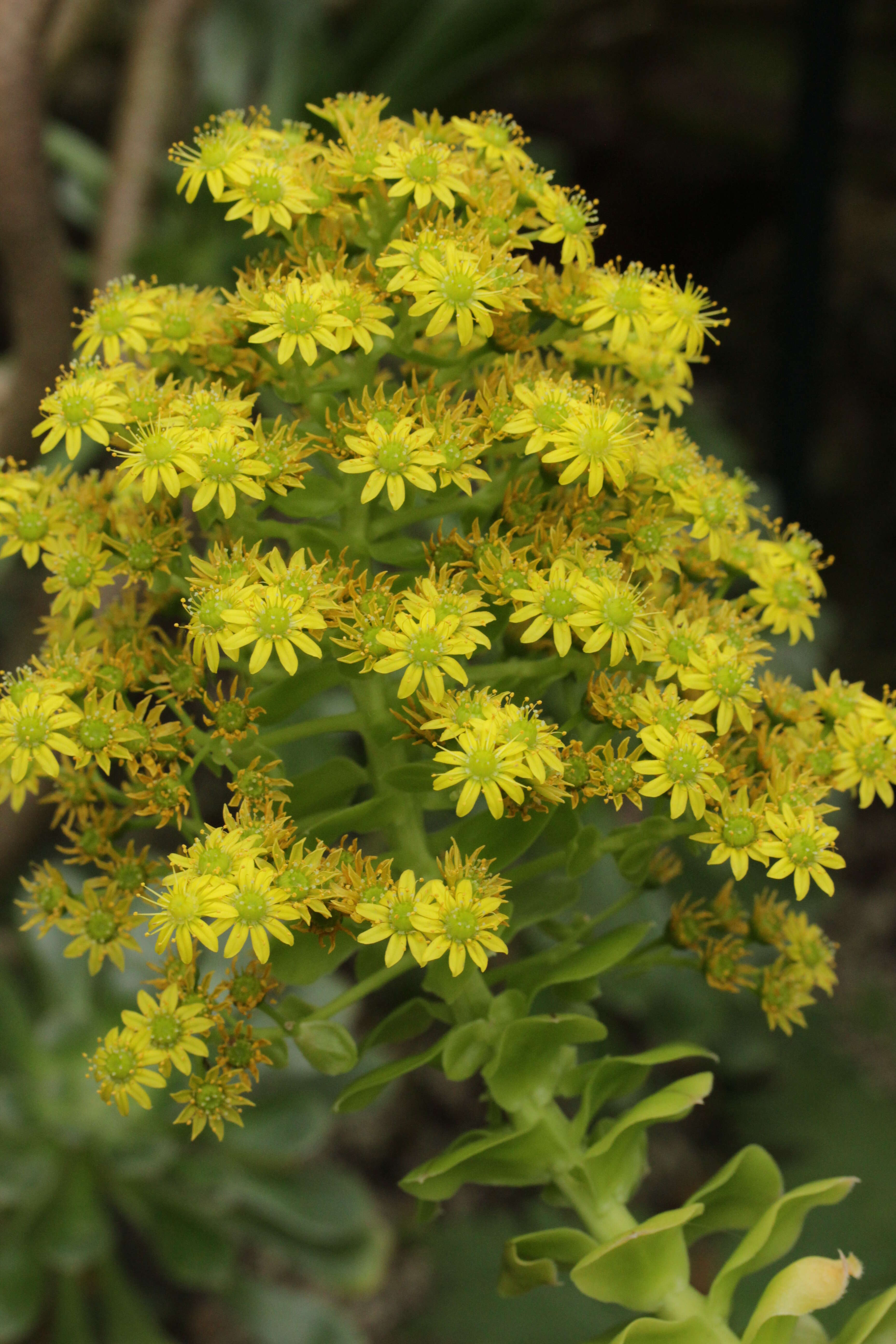 Image of Aeonium arboreum subsp. holochrysum (H. Y. Liu) Bañares