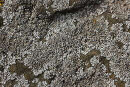 Image of Blue-gray rosette lichen